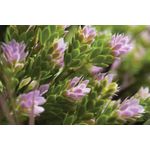 Vistafolia Spring Pink Colour Box (Pack of 30) CBX-SPK