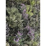 Vistafolia French Lavender Purple Colour (Pack of 10) CBX-LAV-PPL