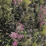 Vistafolia French Lavender Pink Colour Box (Pack of 10) CBX-LAV-PNK