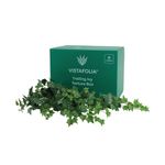 Vistafolia Trailing Ivy Texture Box (Pack of 9) TBX-TIV