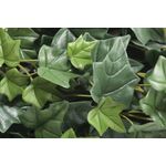 Vistafolia Trailing Ivy Texture Box (Pack of 9) TBX-TIV