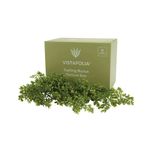 Vistafolia Trailing Buxus Texture Box (Pack of 9) TBX-TBX