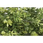 Vistafolia Trailing Buxus Texture Box (Pack of 9) TBX-TBX