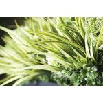 Vistafolia Large Grasses Texture Box (Pack of 18) TBX-GRS