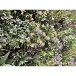 Vistafolia Flowering Texture Box (Pack of 24) TBX-FLW