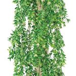 Vistafolia Extendable Buxus Trailing Foliage TPL-BUX
