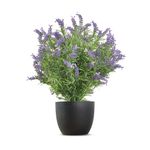 Vistafolia French Lavender Bush Purple FLB-PPL