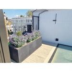 Vistafolia French Lavender Bush Purple FLB-PPL