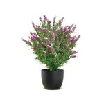 Vistafolia French Lavender Bush Pink FLB-PNK