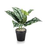 Tabletop Scindapsus Matte Lava Planter LLRSCD290/RDYLV