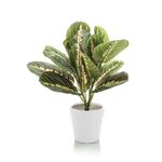 Tabletop Maranta Bush Matte Lava Planter LLRMAB340/RDYLV