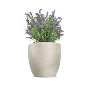 Vistafolia French Lavender Bush Purple FLB-PPL