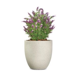 Vistafolia French Lavender Bush Pink FLB-PNK