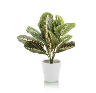 Tabletop Maranta Bush Matte Lava Planter LLRMAB340/RDYLV
