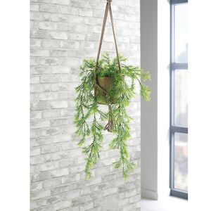 Trailing Asparagus Fern Terracotta Pot LLRTAF1000