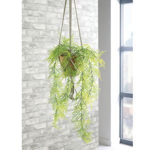 Trailing Emerald Fern Terracotta Pot LLRTEF1000