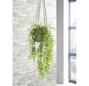 Trailing Ficus Pumila Terracotta Pot LLRTFP1010