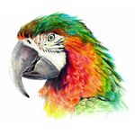 Classmaster Colour Pencils Ast Pk36