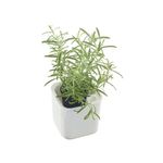 Eden Herb Self Watering Pot 12Cm Wht