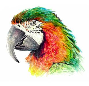 Classmaster Colour Pencils Ast Pk36